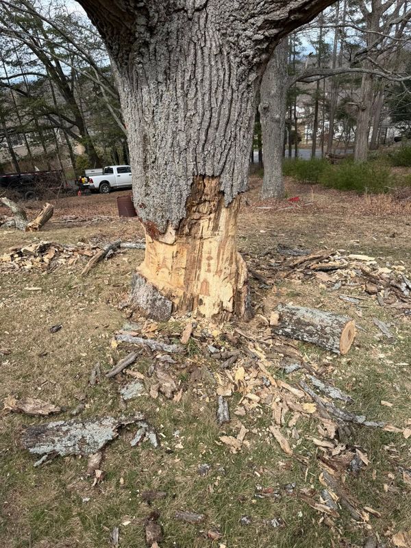 Tree Removal