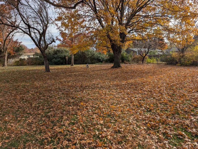 Seasonal Cleanups