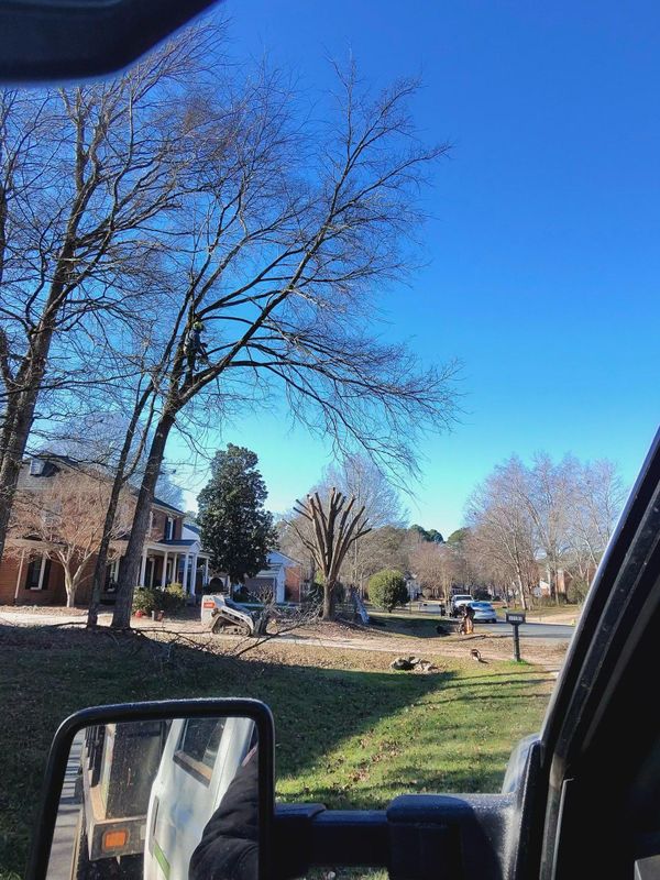 Tree Trimming