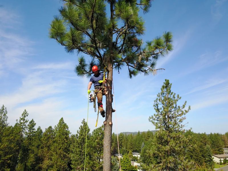 Tree Removal gallery
