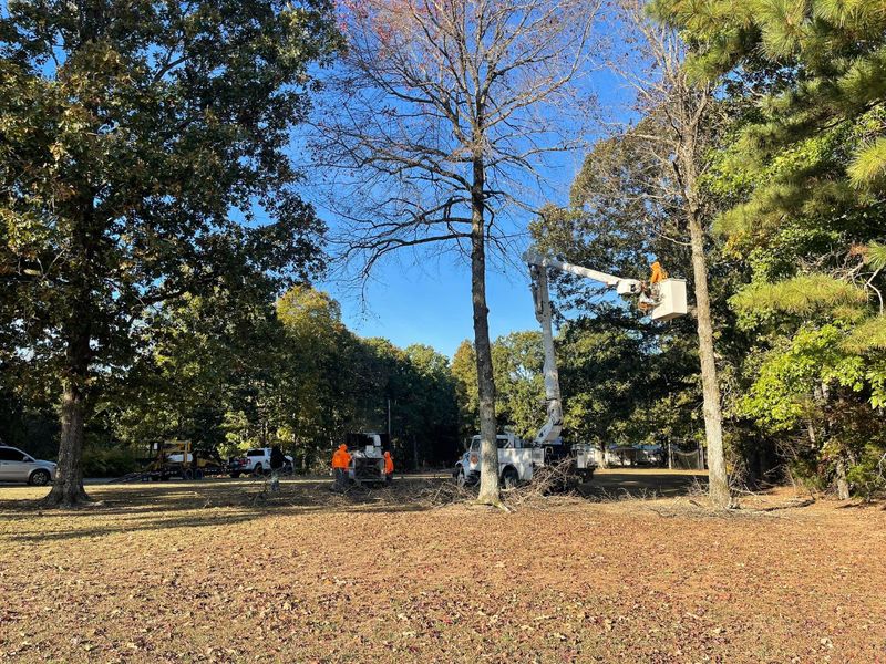 Other Tree Services