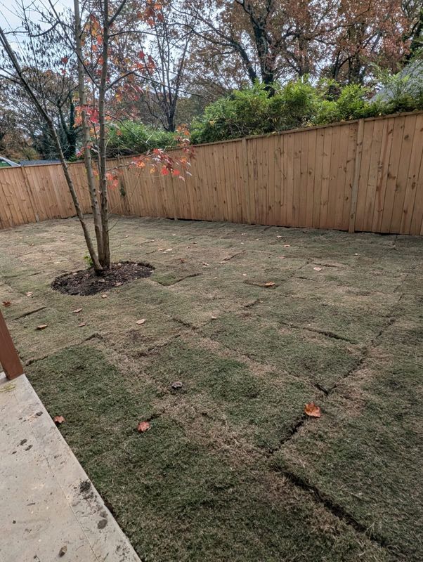Sod  Installing