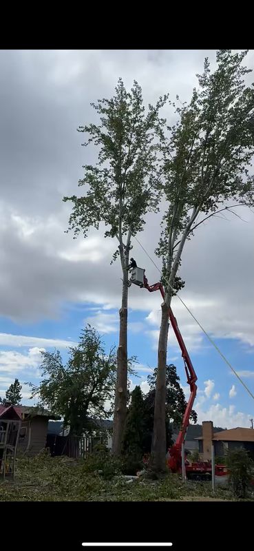 Tree Removal gallery