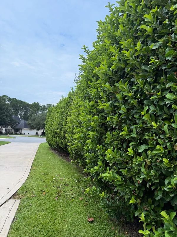 Shrub Trimming