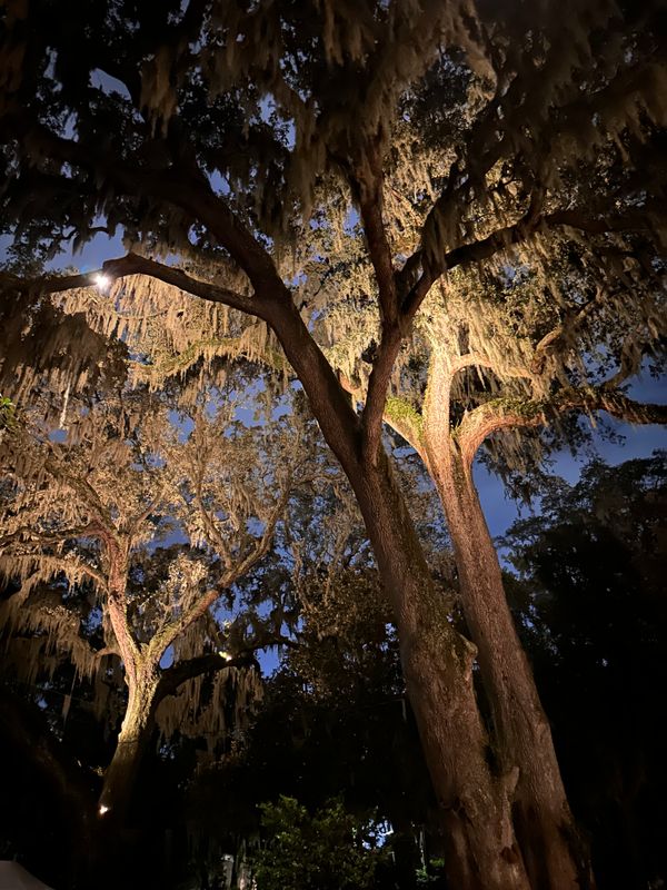 Landscape Lighting 