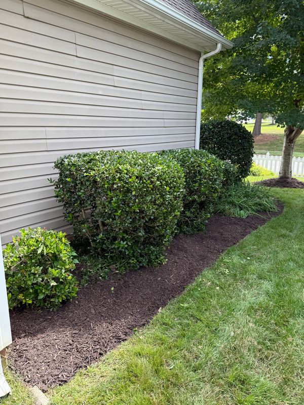 Tree & Shrub Care