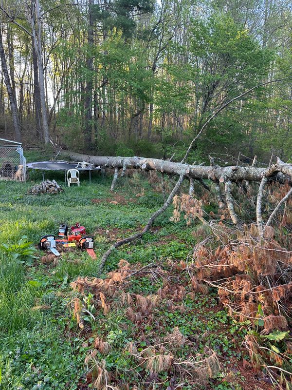 Tree Services
