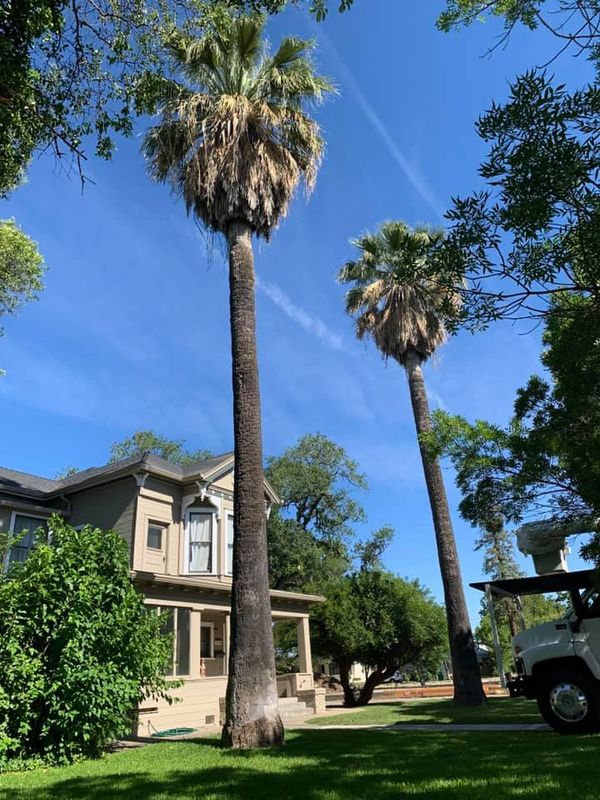 Tree Removal gallery