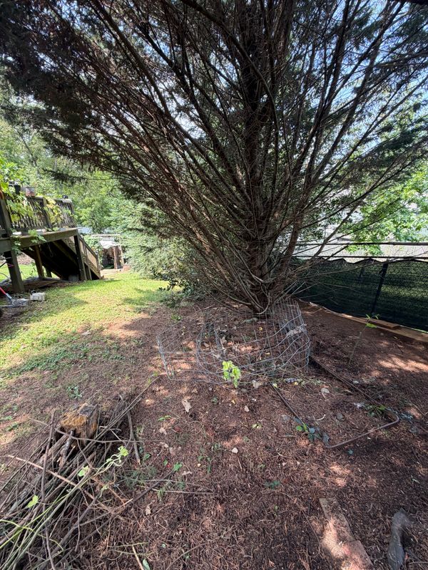 Exceptional Tree Care Solutions in Asheville
