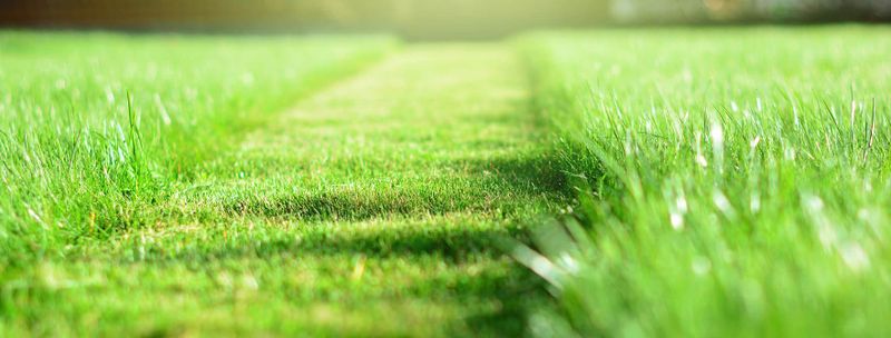 Lawn Maintenance