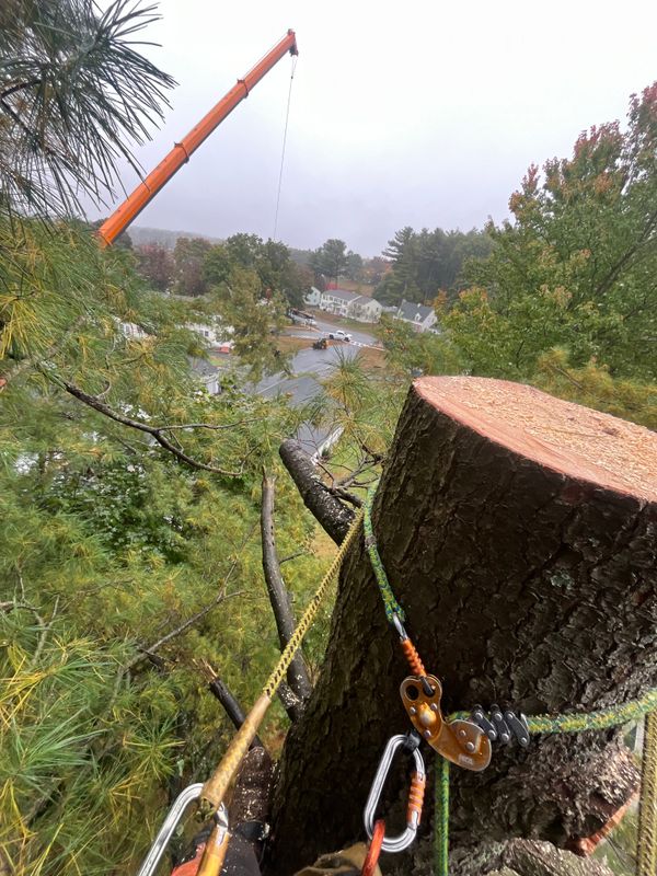 Tree removal / land clearing