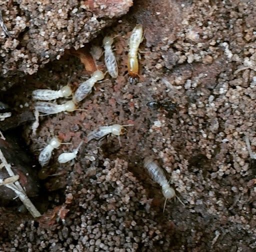 Termite Inspection & Treatment