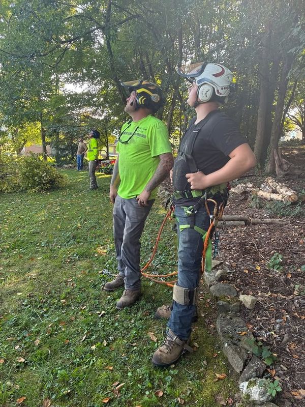 Tree Trimming