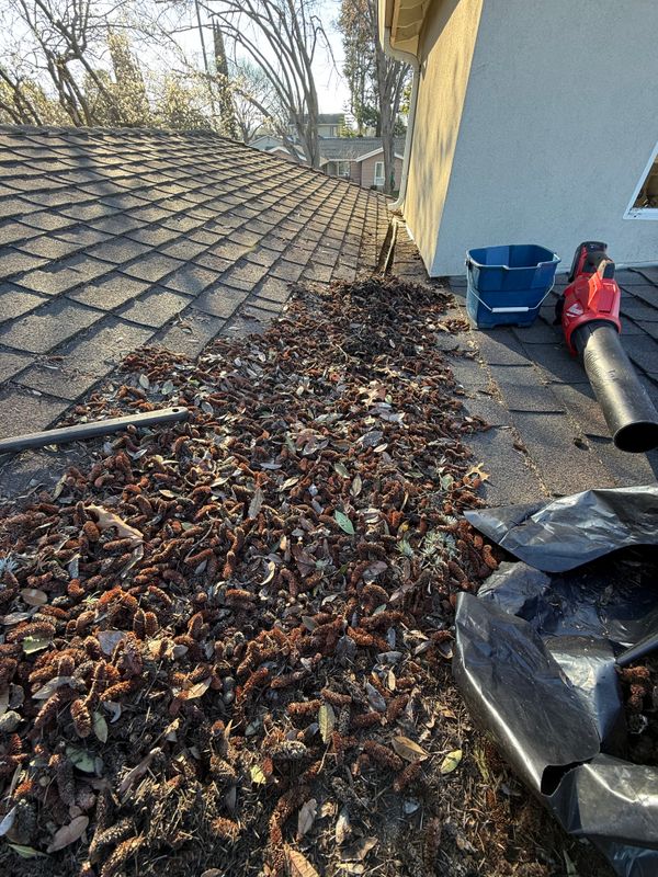 Moss Removal 