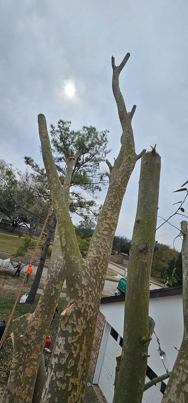 Tree Trimming