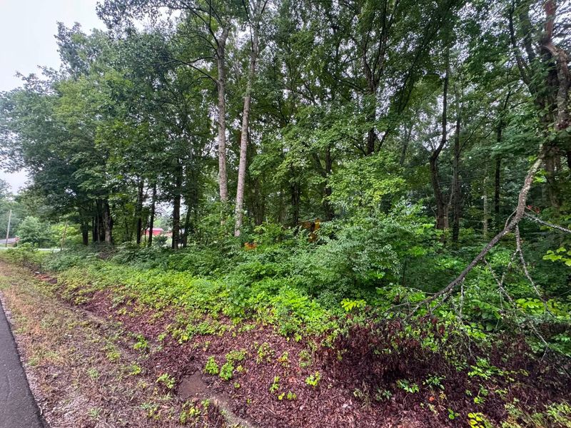 Overgrown Property Reclamation