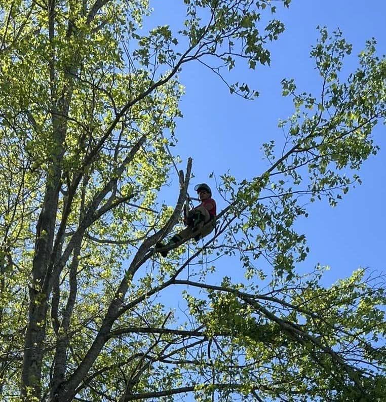 Tree Trimming