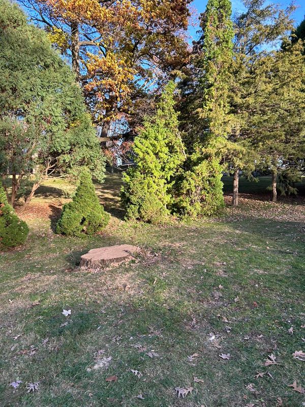 Tree Removal gallery