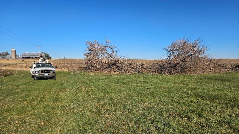 Tree Removal