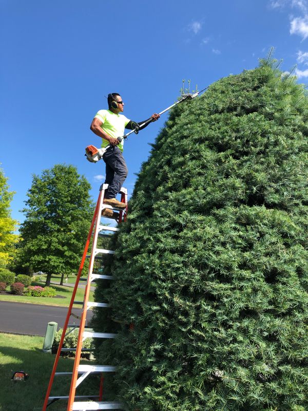 Shrub Trimming