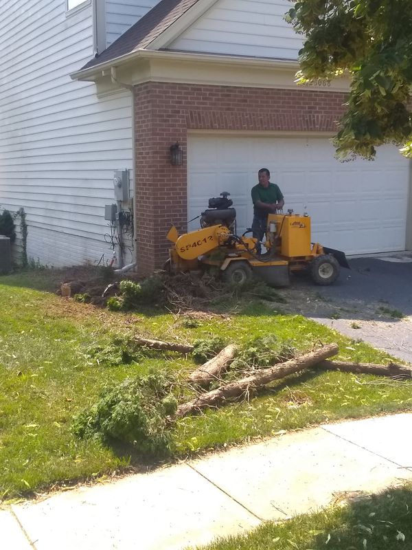 Tree Removal gallery