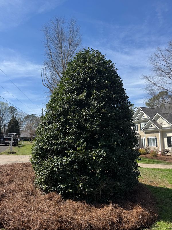 Pruning