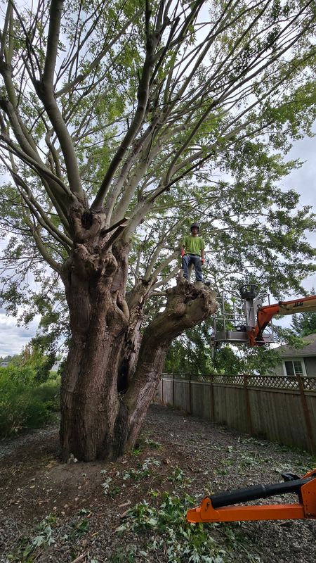 Tree Trimming