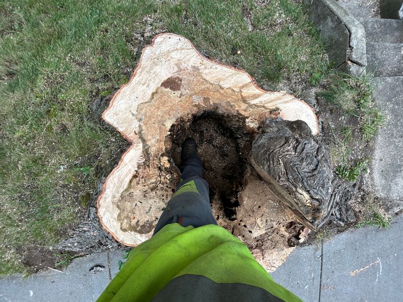 Tree Removal