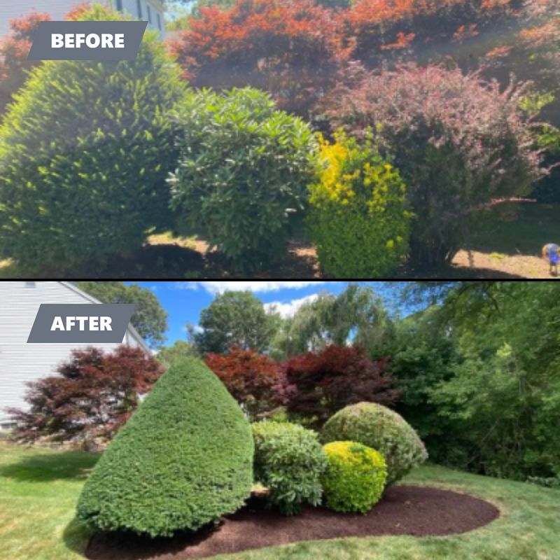 Tree & Shrub Care