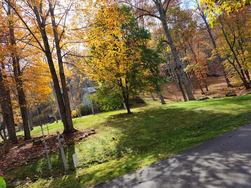 Fall Clean Up