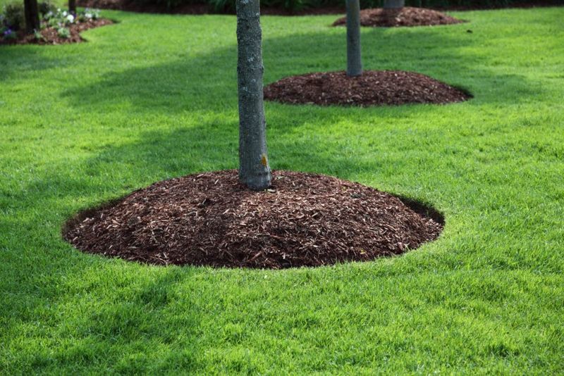 Lawn Maintenance