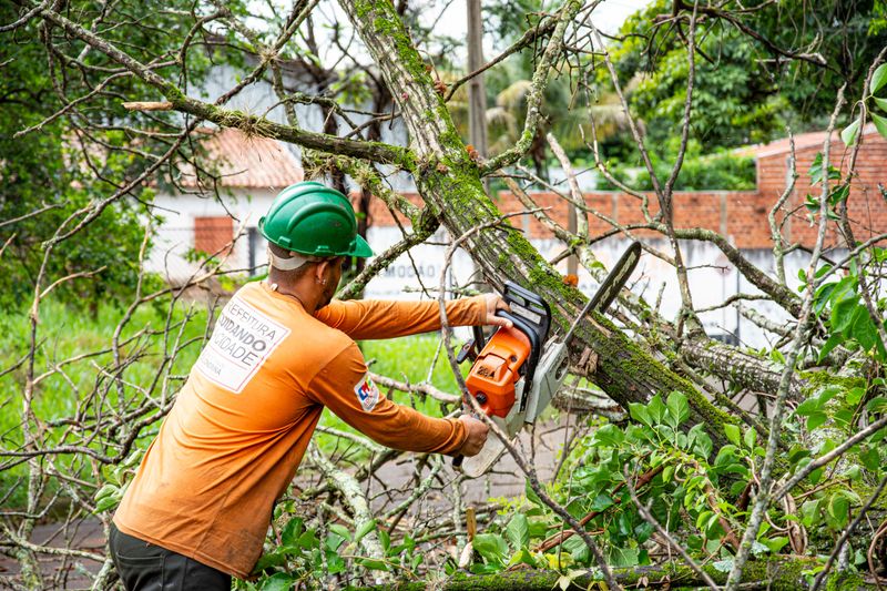Tree Service