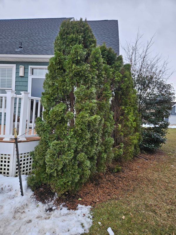 Tree & Shrub Care