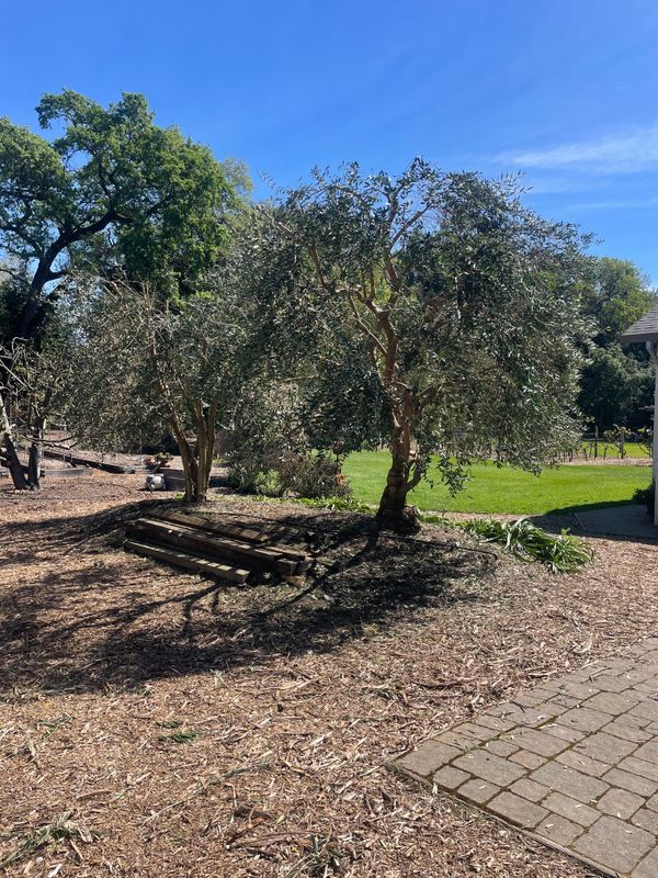 Olive Tree Care