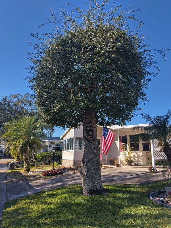 Tree Trimming