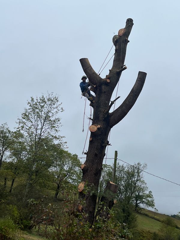 Tree Trimming & Removal