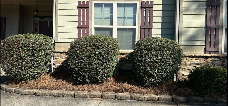Pinestraw/Mulch installation
