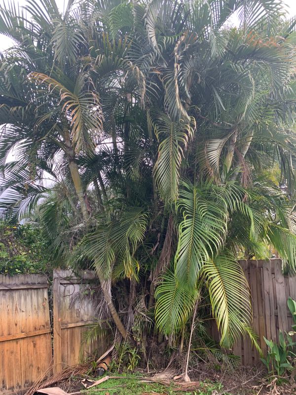 Tree Trimming