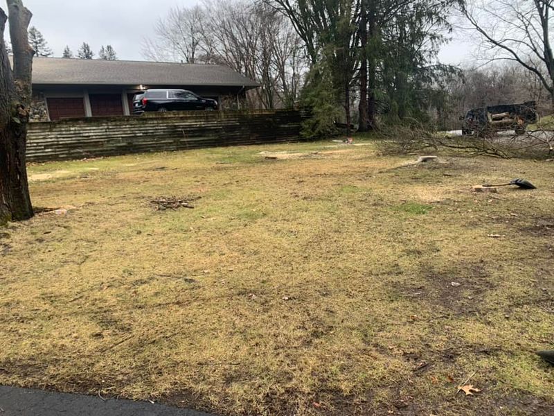 Tree Removal gallery