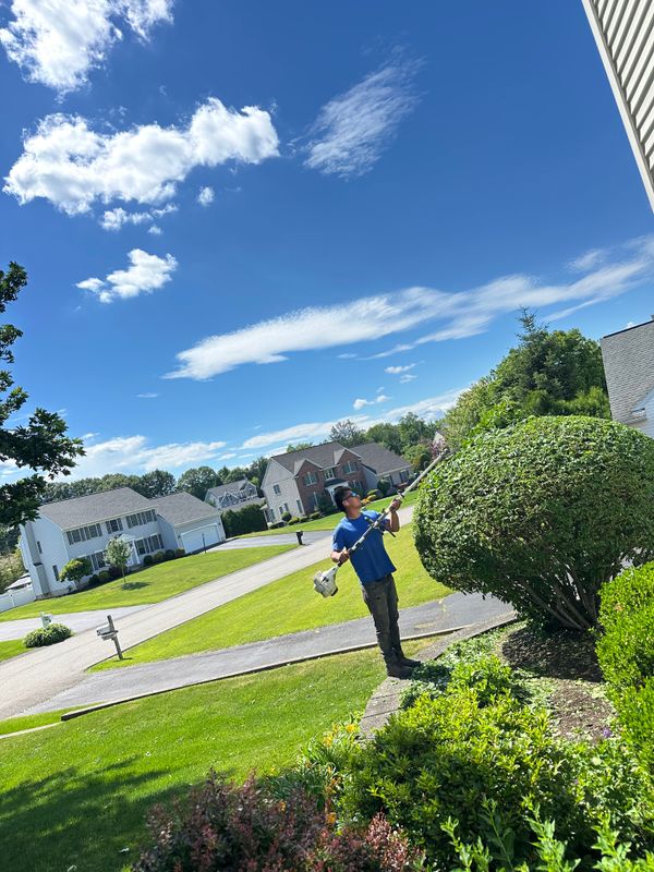 Shrub Trimming