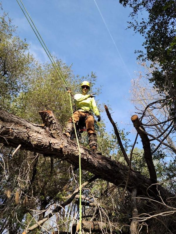 Hazardous Tree Services