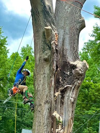 Stump Removal