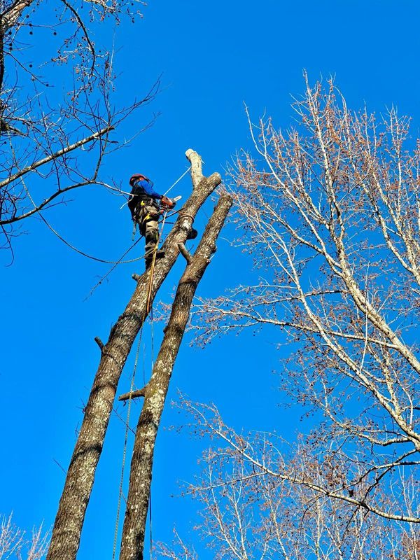 Tree Trimming