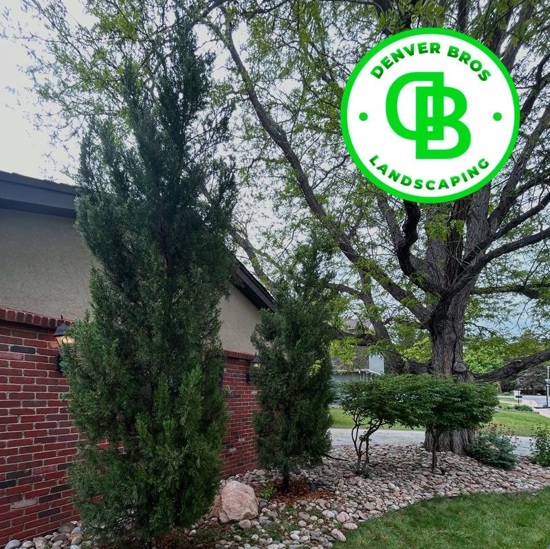 Shrub, Bush & Tree Trimming