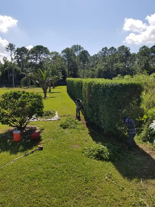 Shrub Trimming
