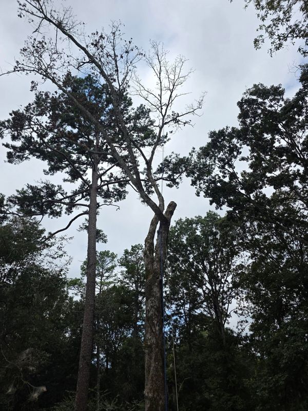 Tree Trimming & Removal