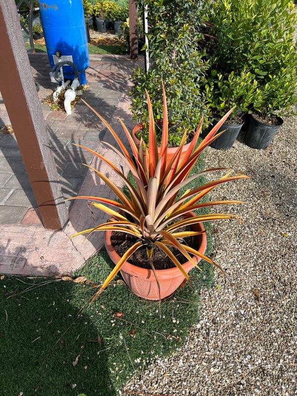 Plant and tree list