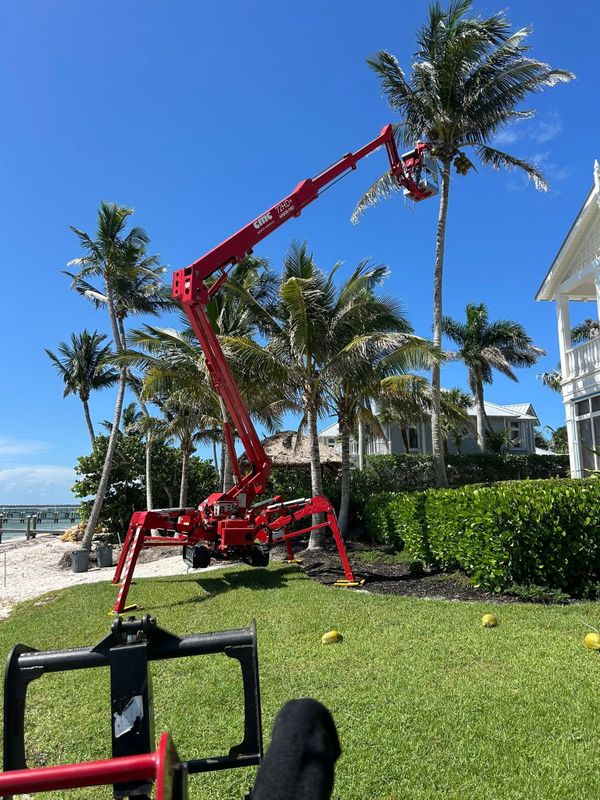 Tree Trimming