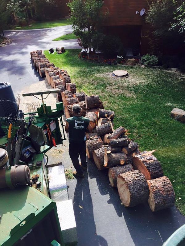 Tree Removal gallery