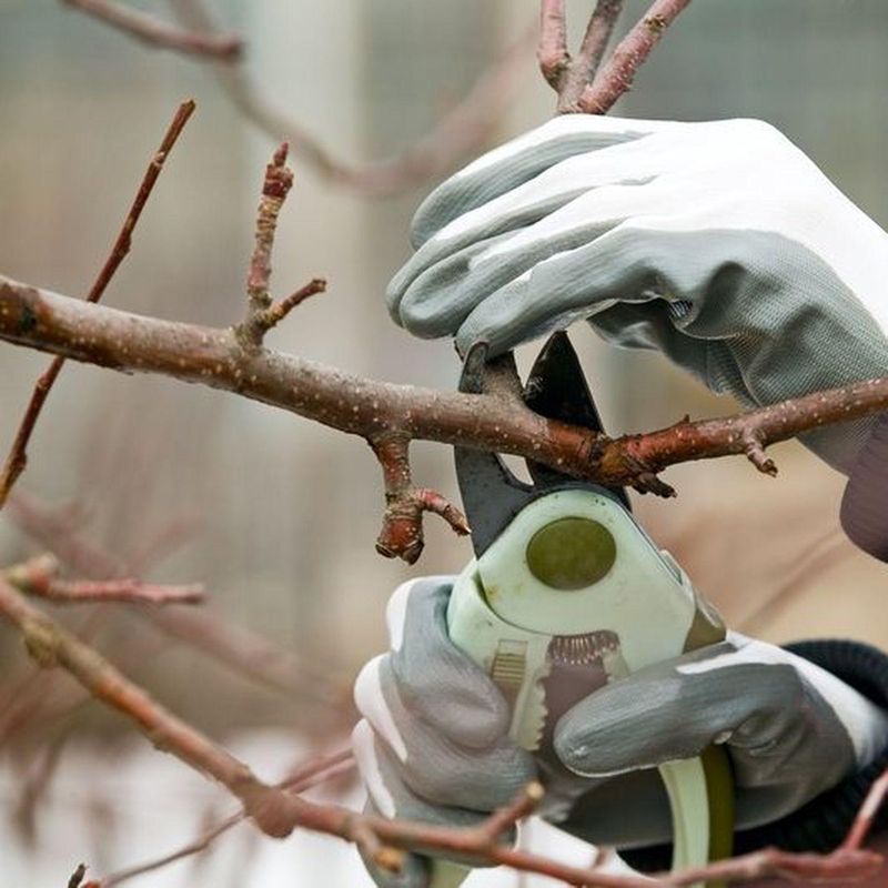 Tree Trimming